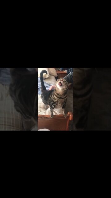 Funny Cat #Shorts #ytshorts #UbertainmentFun