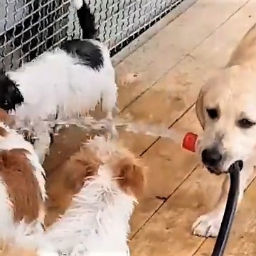 Labrador Retriever holds water hose for Jack Russell puppies