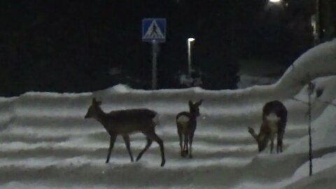 Deer "hunting" - Peuran "metsästystä" 12.3.2023