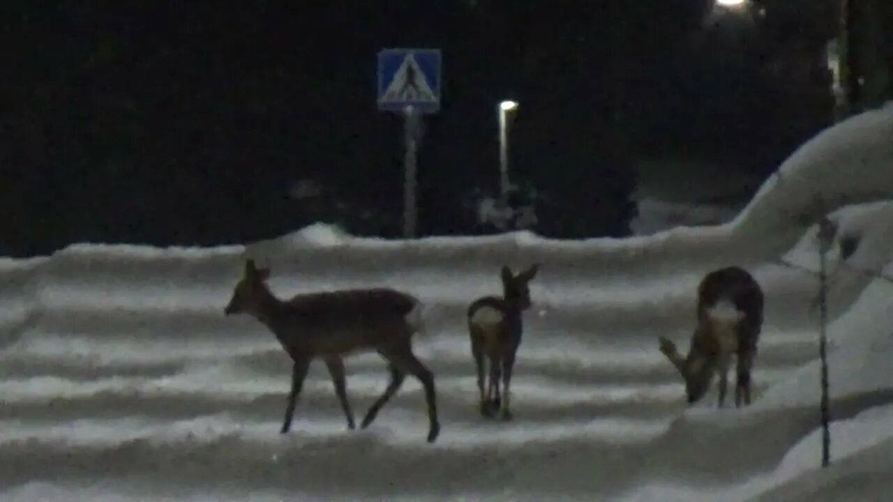 Deer "hunting" - Peuran "metsästystä" 12.3.2023