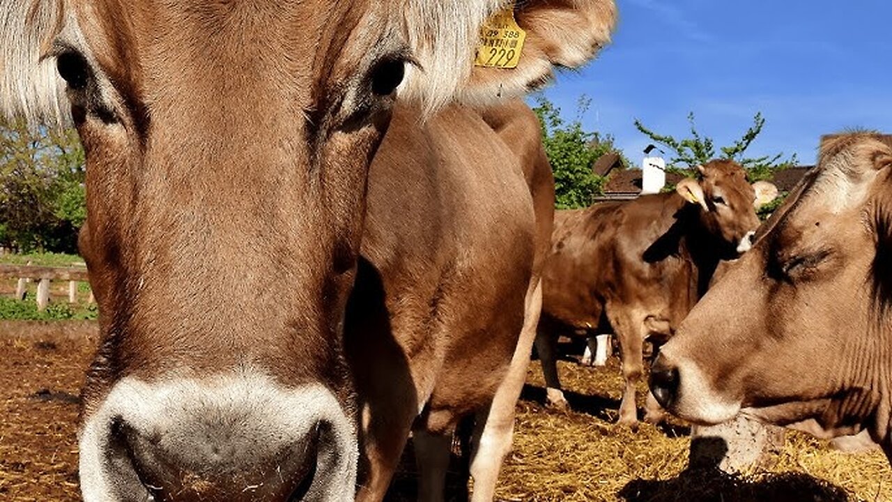 Cow Videos 🐄 Cowa Grazing in a Field 🐄 Cows Mooing