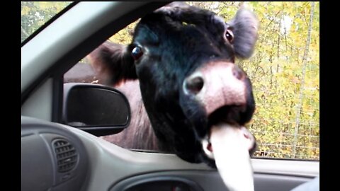 Best Funny Animal Videos 2022 - Funniest Dogs And Cats Videos