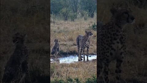 Cheetah And Cub In The Rain #shorts | #ShortsAfrica