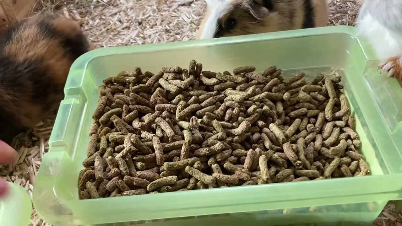 Guinea pigs are so nosy