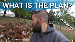 Update on Bielefelder Chickens | Big Red Broilers | Mobile Coop Build