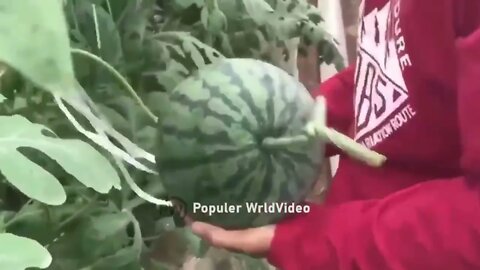 This is how China produces 100 million watermelons Watermelon production 10