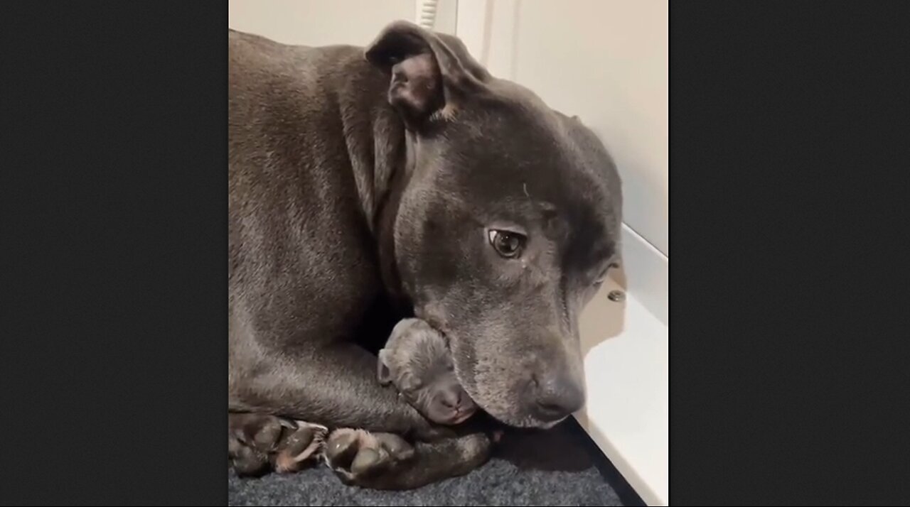 Mother With Her Newborn Pup