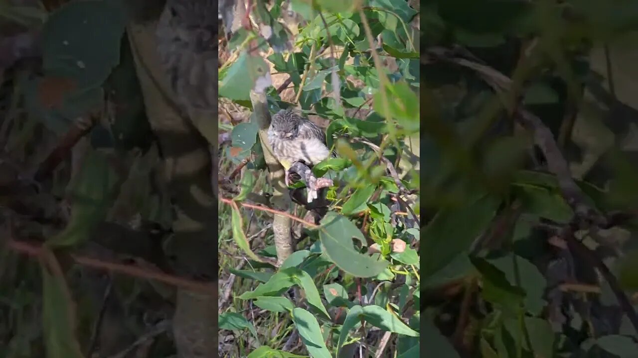 Fledgling down by the Dam | South Eastern Australia | Intrepids