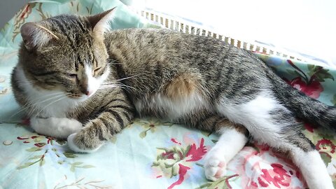 The Life of a Cat Is Relaxing