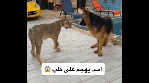 A Dog Attacking a Lion 😳