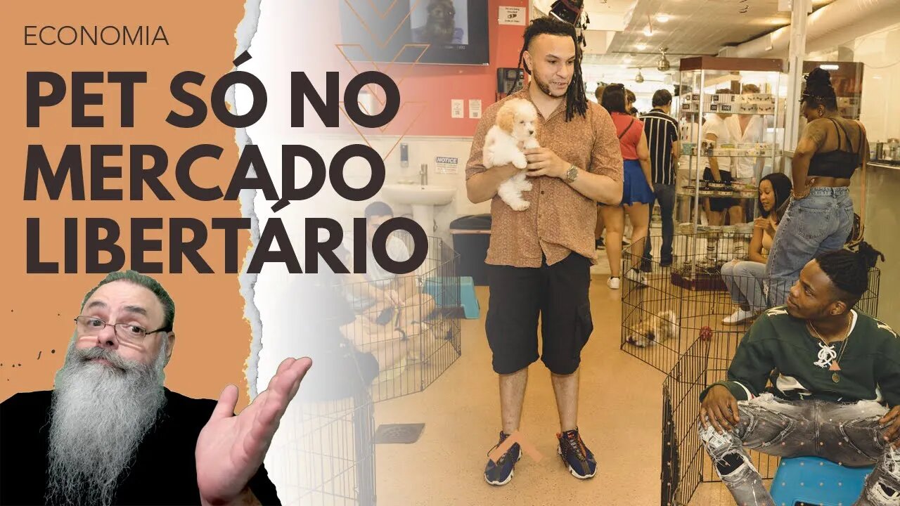 NOVA IORQUE vai PROIBIR PET SHOPS LEGALIZADOS para EVITAR MAUS TRATOS a CÃES: Olha a OPORTUNIDADE!