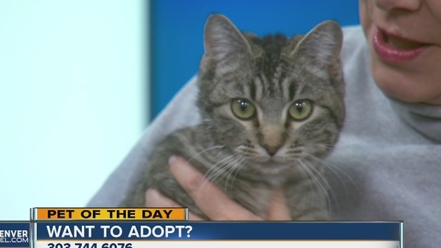 Pet of the day for January 7th - Samone the cat