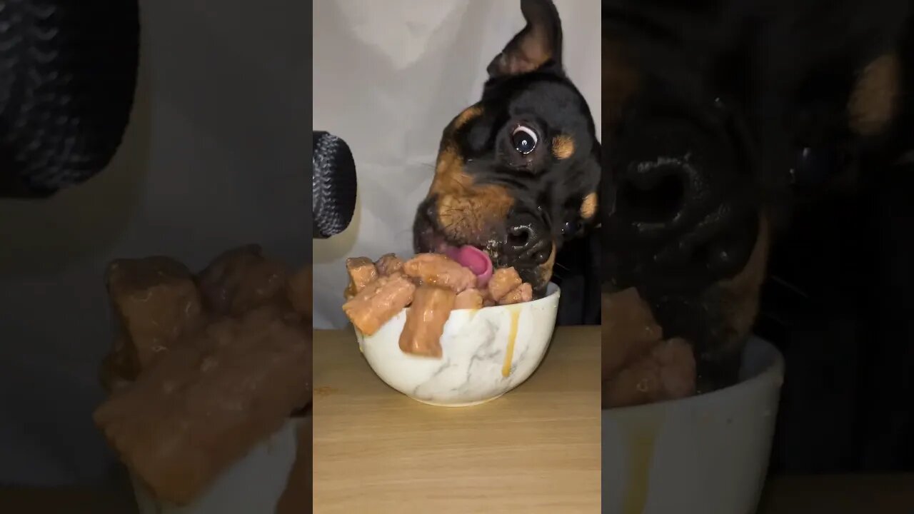 VIRAL PUPPY ASMR #shorts #short #asmr #viral #like