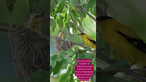 Burung Kepodang Burung Satwa Langkah Yang Sudah Punah Habitat Liarnya Semakin Sedikit Di indonesia