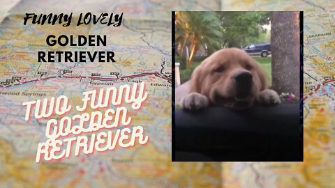 LOVELY GOLDEN RETRIEVER 2 LITTLE FUNNY VIDEOS