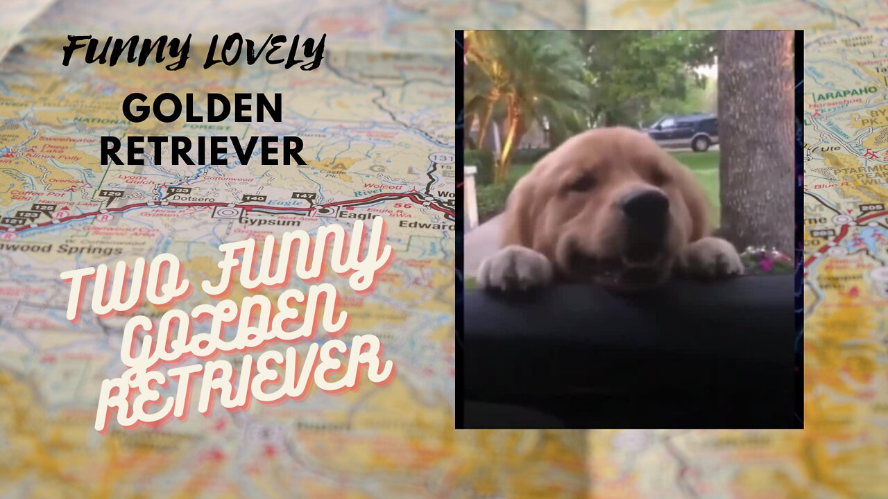 LOVELY GOLDEN RETRIEVER 2 LITTLE FUNNY VIDEOS