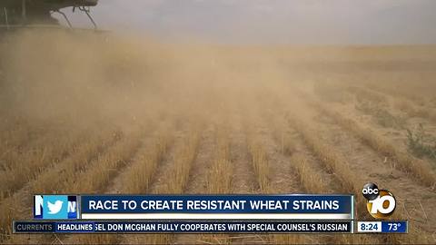 Race to create resistant wheat strains