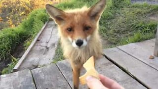 Wild fox visits tourists for a snack