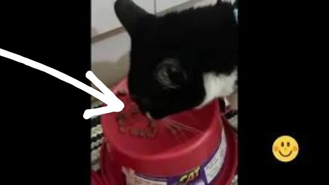 Almoçando Gato Bartolomeu Tunico comida deliciosa - Diário de um gato