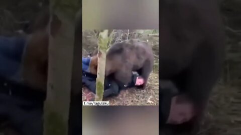 Two men wrestle with huge bear 🐻 #bear