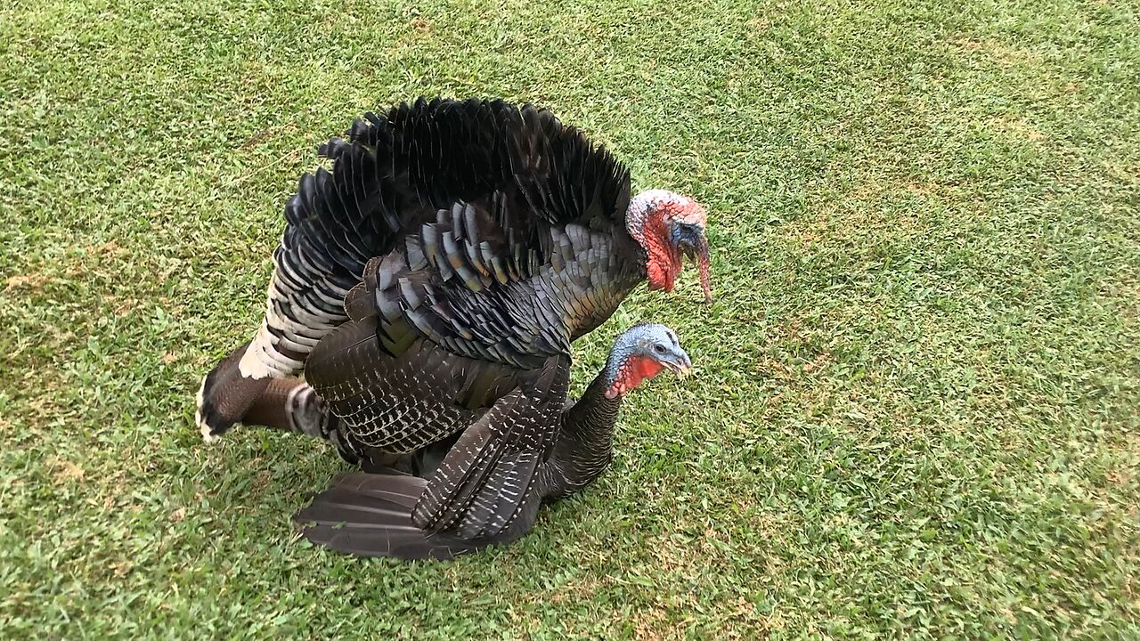 Turkey mating