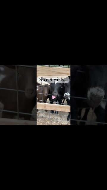 Cute Baby Goats #farmlife #goatmilk #babygoats