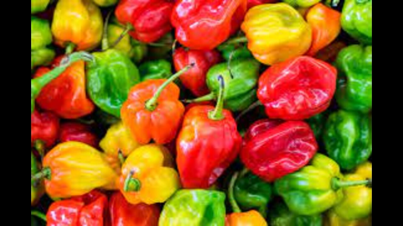 Why are bell peppers the best vegetable for losing weight?