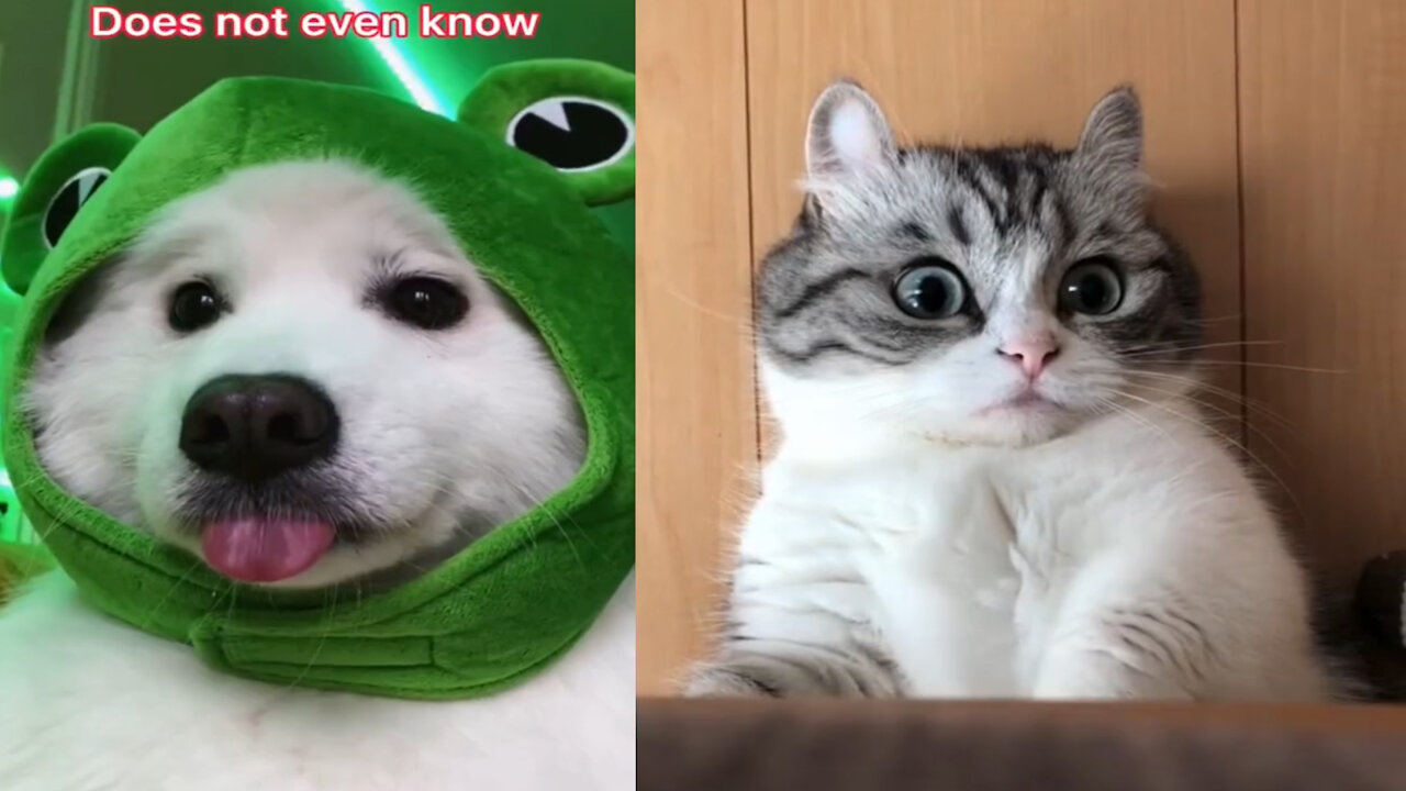 😍Cute dogs and cats compilation Tiktok/Shorts 2021☺️/ #shorts #compilation