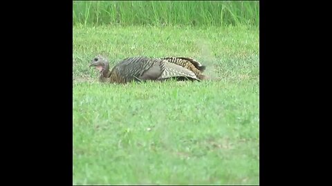 turkey sand bath