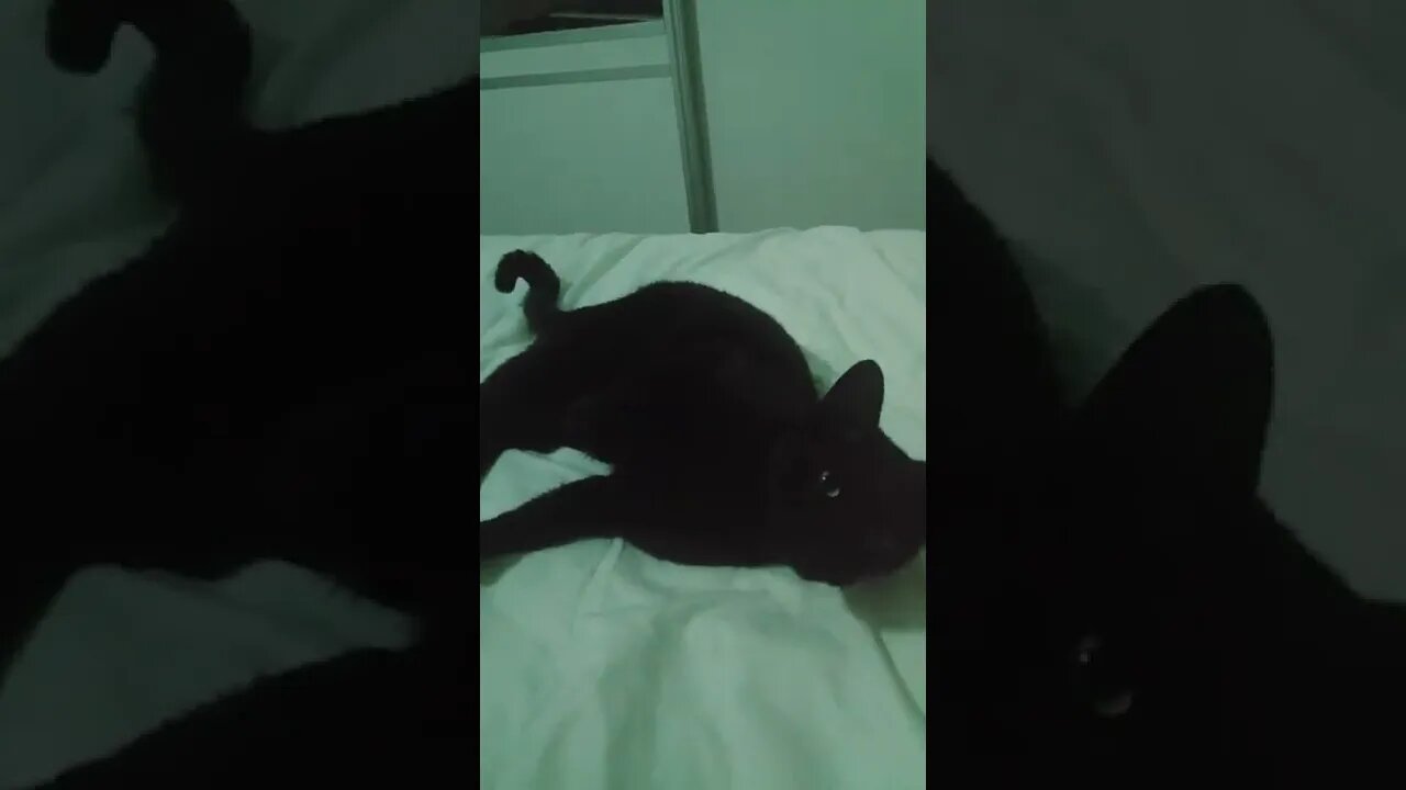 Mi gata Chakra