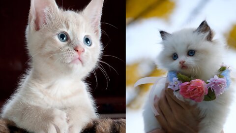 Baby Cats - Funny and Cute Baby Cat Videos Compilation