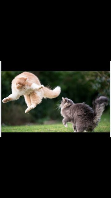 Two real cat fight compilation videos 2022 funnycatvideos