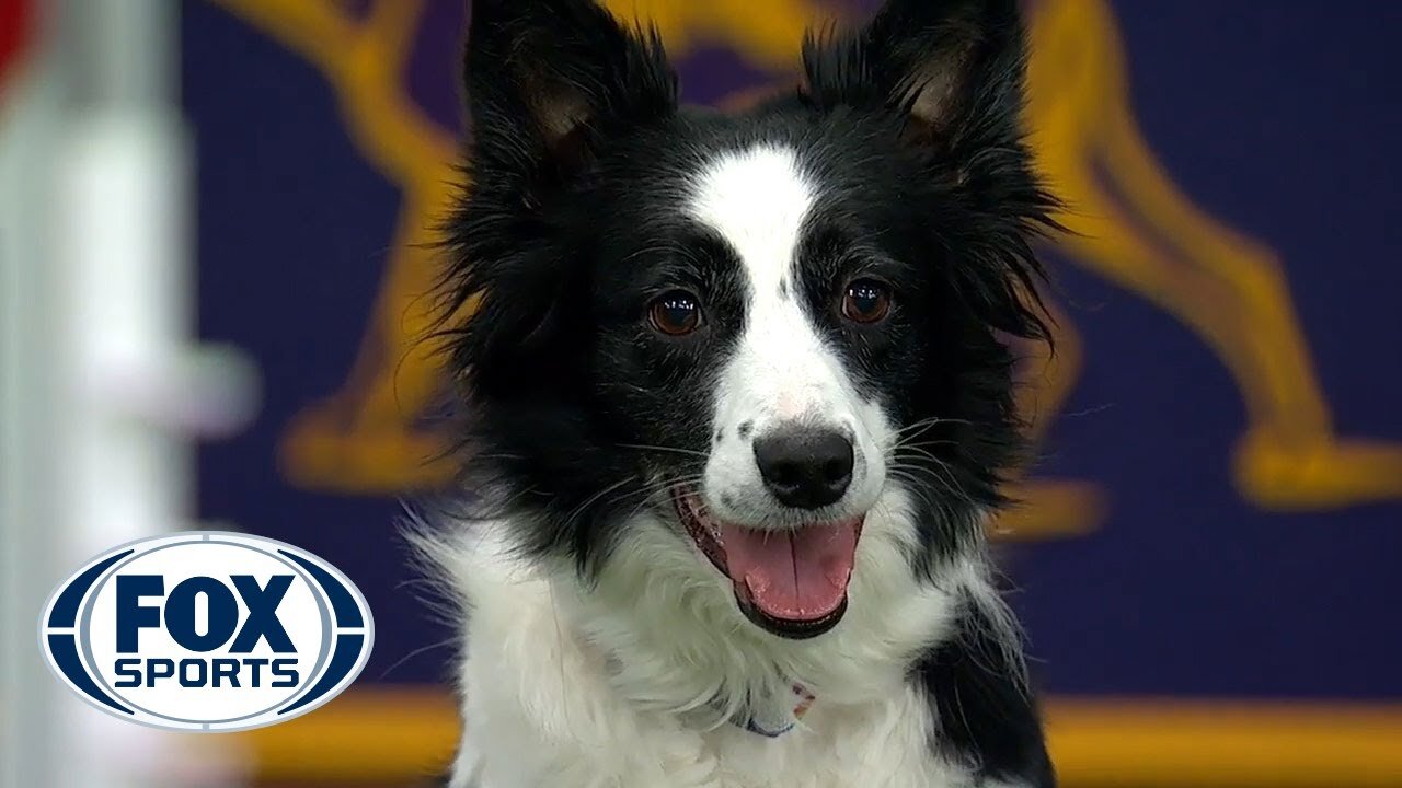 Watch 5 of the best WKC Dog Show moments to celebrate National Puppy Day