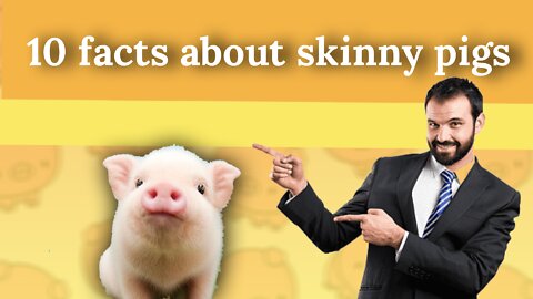 10 facts about skinny pigs