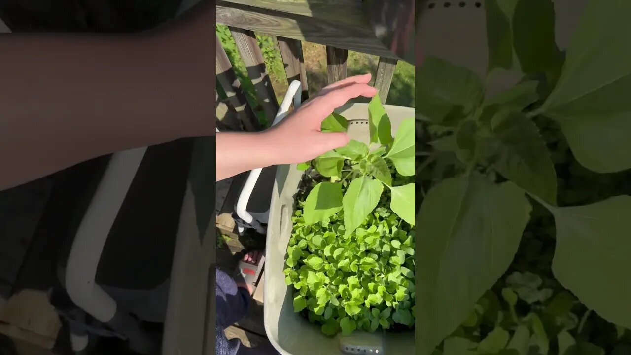 Blind man grows up sunflowers cantaloupe. #Shorts #Sunflower #Cantelope.￼