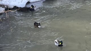 White breasted black Duck