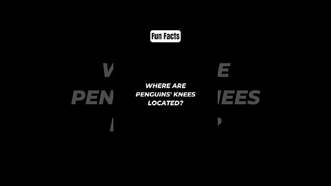 Where are penguins' knees located? #shorts #funfacts #subscribe