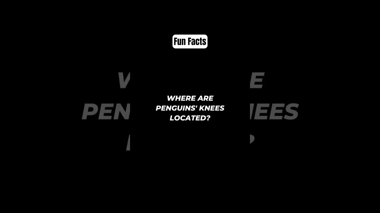 Where are penguins' knees located? #shorts #funfacts #subscribe