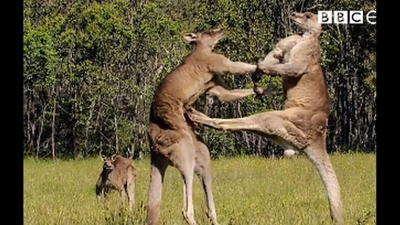 Two battle-hardened kangaroos faced off