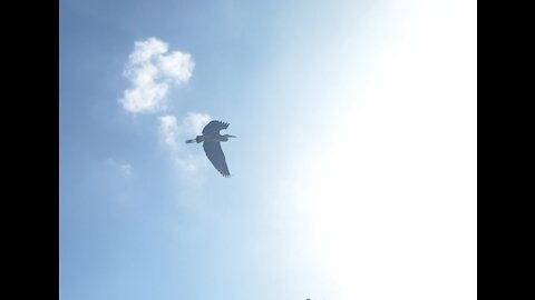 A big bird in the blue sky.