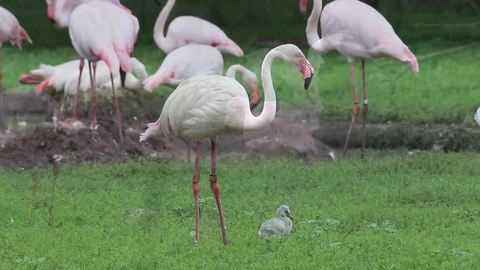 Five baby flamingos hatch at Detroit ZooThe flamingo family at the Detroit Zoo just got a little bigger!