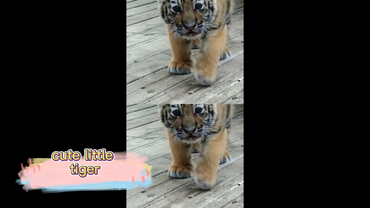 cute tiger baby