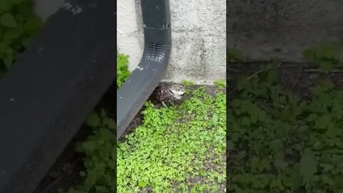 Found a burrowing owl living under the rain gutter behind the horse stables.