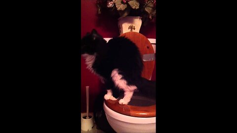 Toilet Trained Cat - 10 Months of Cat Toilet Training - 3 Cats - 1 Toilet