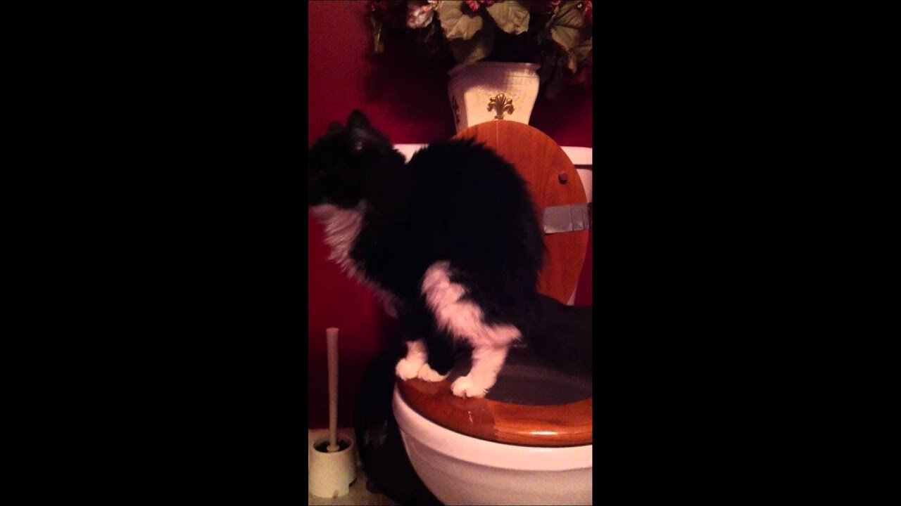 Toilet Trained Cat - 10 Months of Cat Toilet Training - 3 Cats - 1 Toilet