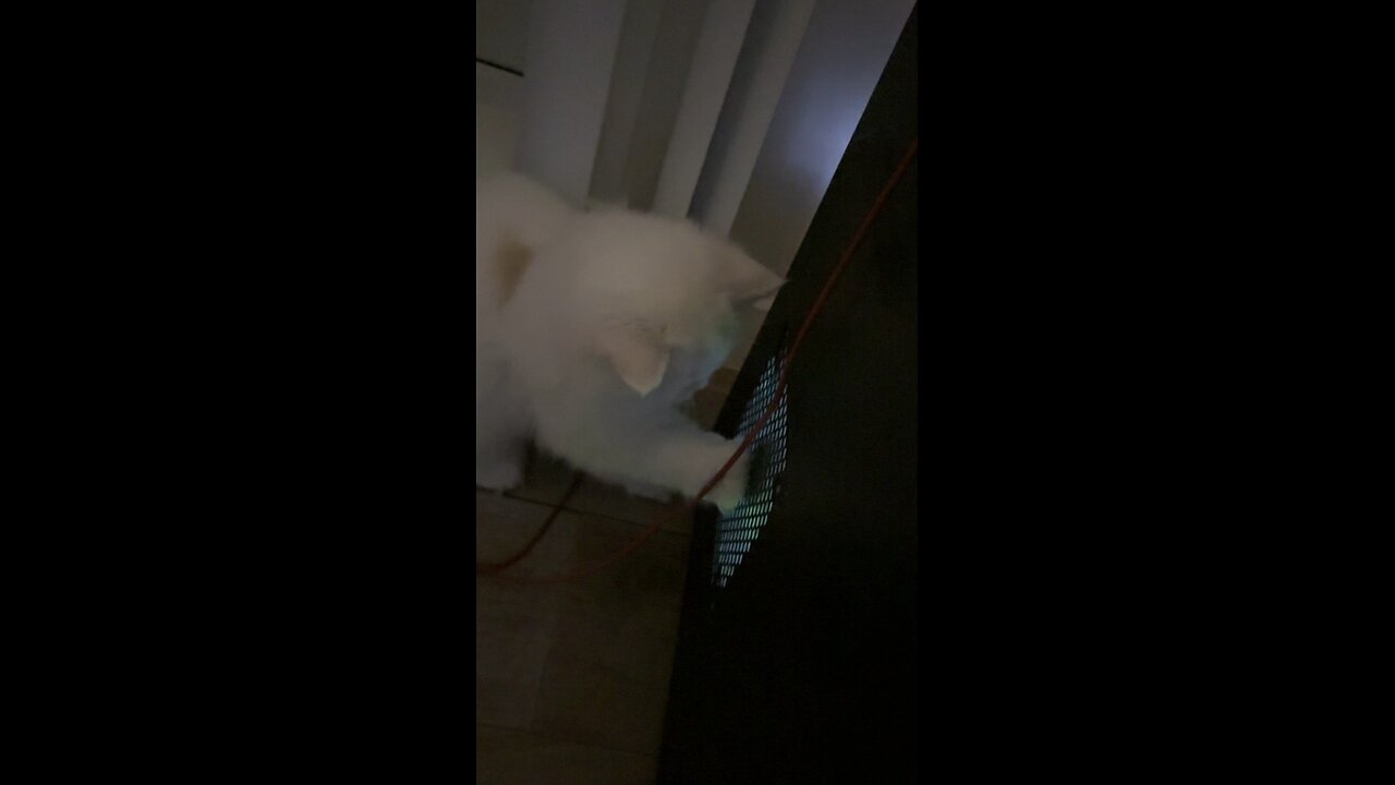 Cat Discovers Computer Fan