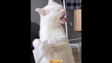 Funniest Cats 😹 - Don't try to hold back 😂