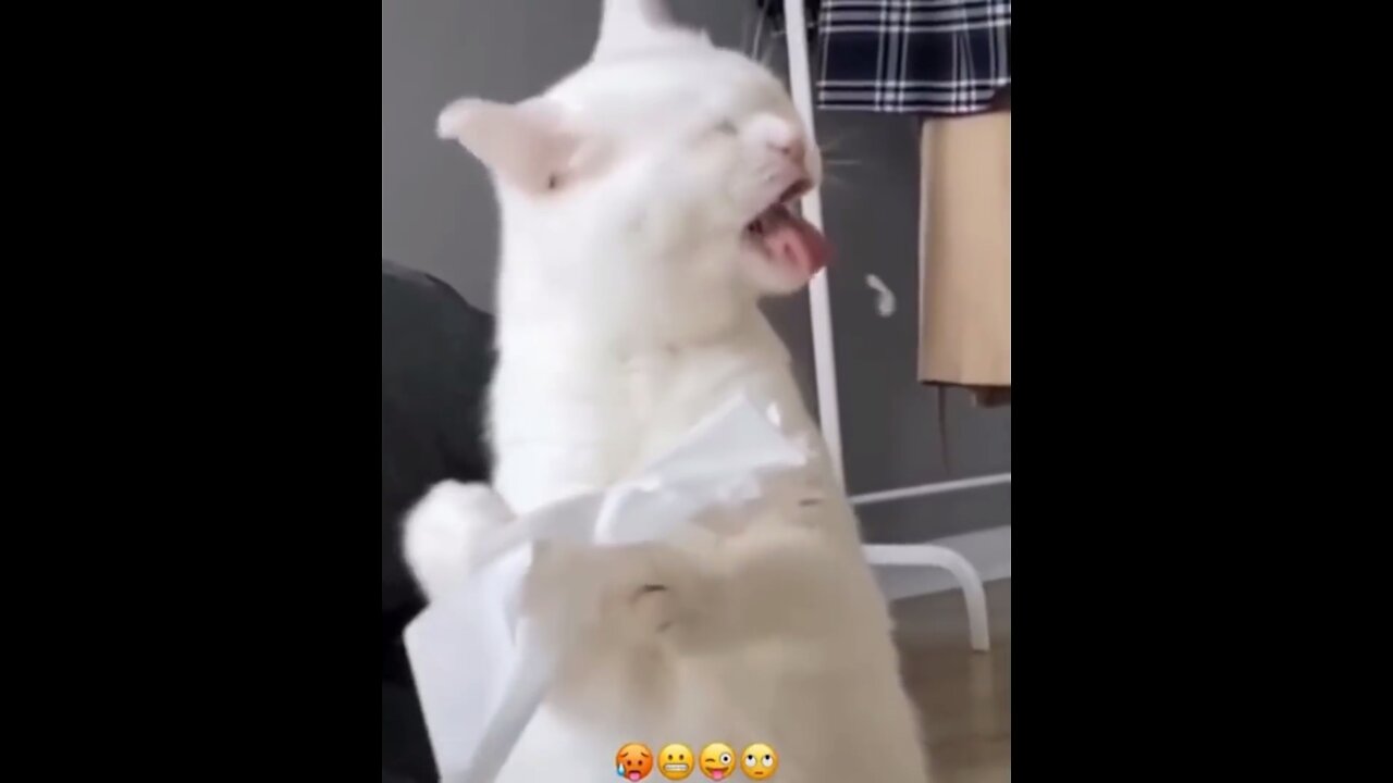 Funniest Cats 😹 - Don't try to hold back 😂