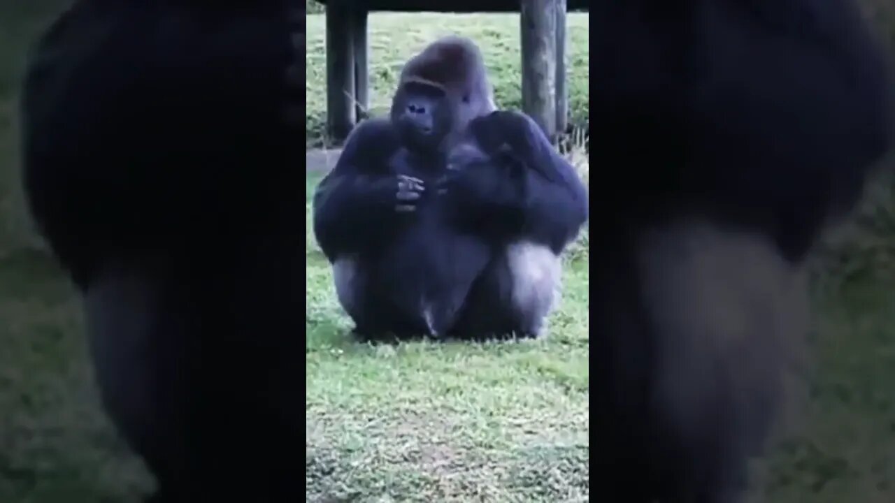 Gorilla explaining via sign language he can't accept food from visitors. #shorts