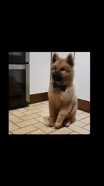 Dog Wearing A Bowtie Tapping It's Toes